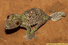 leaf-tailed gecko